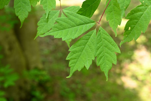 みてでかえで,樹木,植物