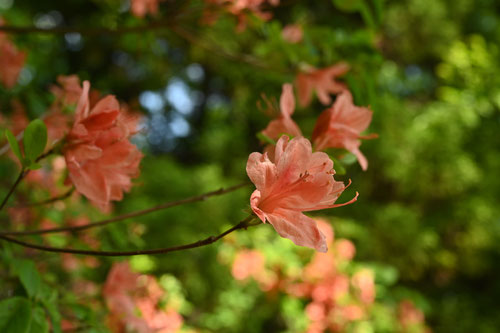 やまつつじ,山躑躅,開花