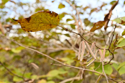 つのはしばみ,紅葉,ツノハシバミ