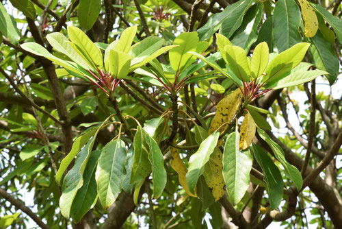 ゆずり葉,正月飾りに使う木,ユズリハ