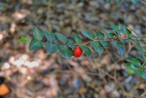 あかいみがなる