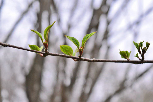 doublefile viburnum,flowers