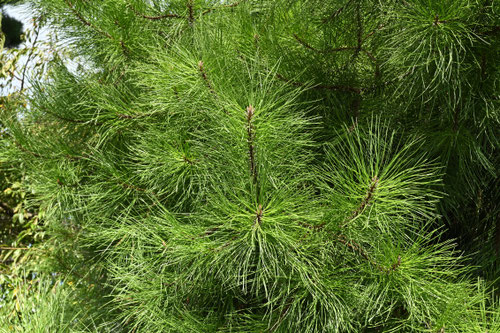 Maritime Pine