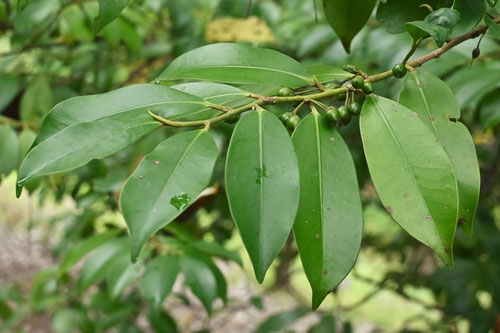 神棚に使う葉っぱ,植物