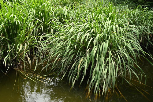 Japanese wild rice grass