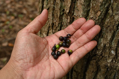 くすのき,クスノキ,楠,果実