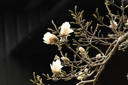 コブシの花,辛夷の木,こぶし,植物