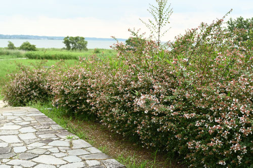 垣根に使う植木の種類