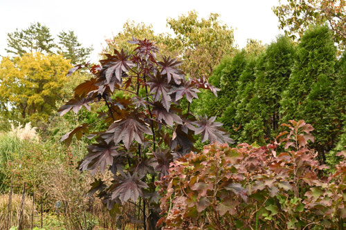 トウゴマ,とうごま,植物