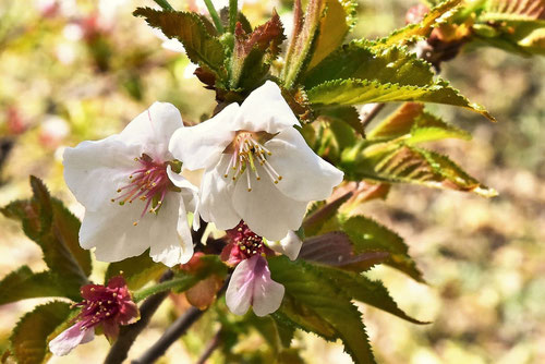 高嶺桜の木