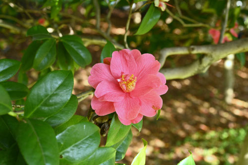 やぶつばき,図鑑