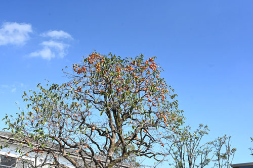 Persimmon tree in Japan
