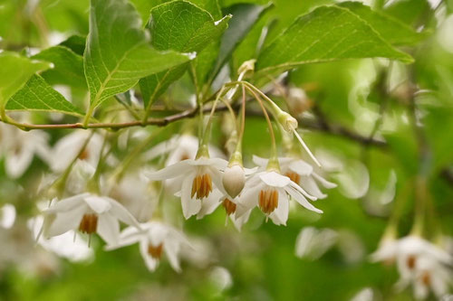 エゴノキ,えごのき,開花時期