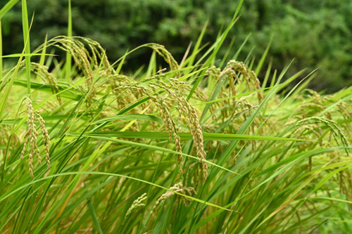 イネ,稲,いね,Rice plant,稲穂,稲作,ジャポニカ種,イネ科,お米,水稲