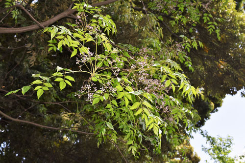 センダンの木の開花時期,せんだん