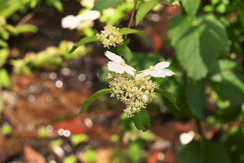 こがくうつぎ,植物