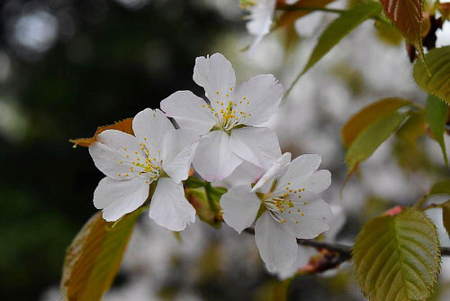 山桜　種類