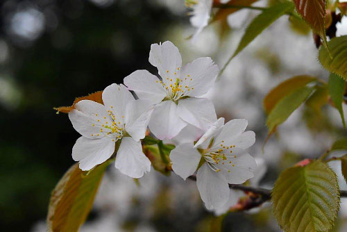 ヤマザクラ,やまざくら,山桜,種類