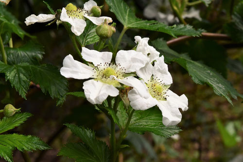 カジイチゴの木の花,かじいちご