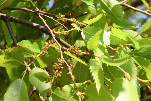 けやき,ケヤキの花,画像