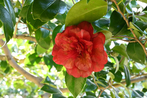 崑崙黒（こんろんこく）