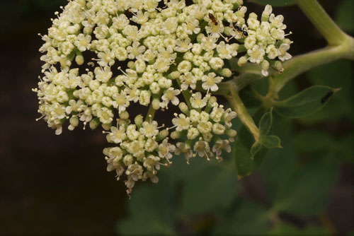 長命草,開花期