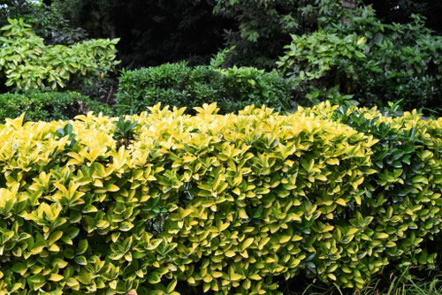 垣根に使われる植物