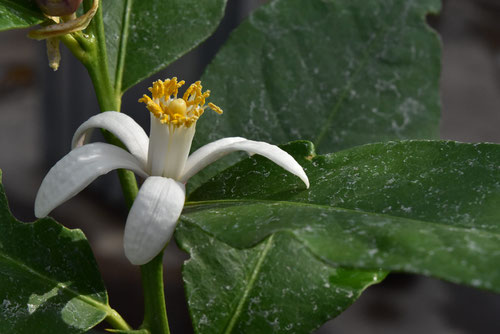 レモンの木,花,檸檬