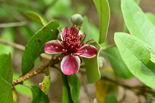 Feijoa tree　