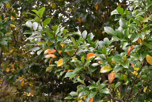 カラタネオガタマ,バナナの香りがする花の木,からたねおがたま