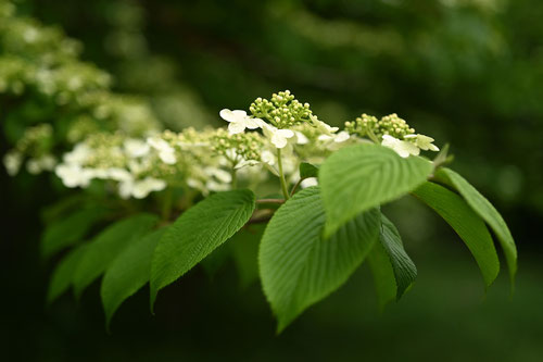 ヤブデマリ,やぶでまり,藪手鞠の花