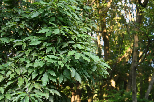ウラジロガシ（裏白樫） - 庭木図鑑 植木ペディア
