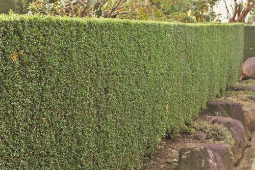 垣根用の常緑樹