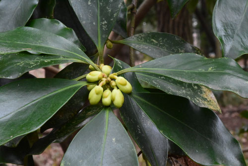 シキミ,シキビの蕾,しきみ,縁起