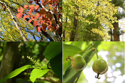 葉が赤くなる木の一覧,種類
