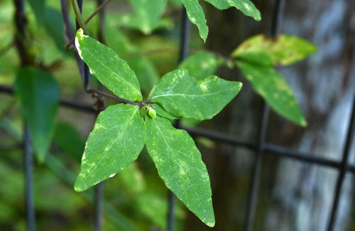 つるにんじん,植物図鑑