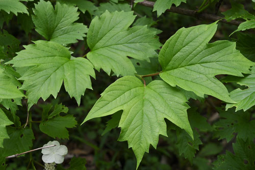 かんぼく,植物