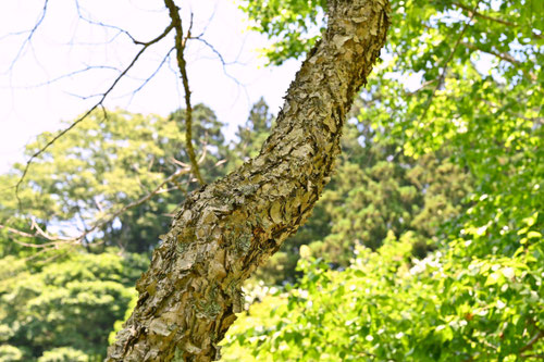 Dahurian birch