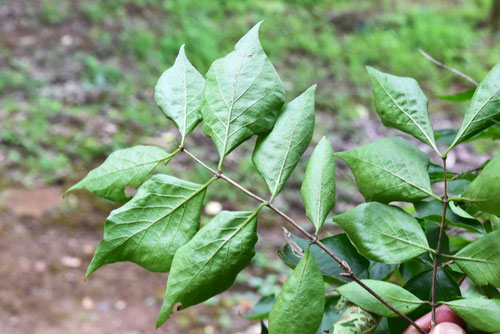 Amur honeysuckle,leaf