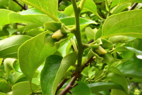 Persimmon tree,flower