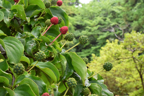 Japanese flowering dogwood,fruits,picture