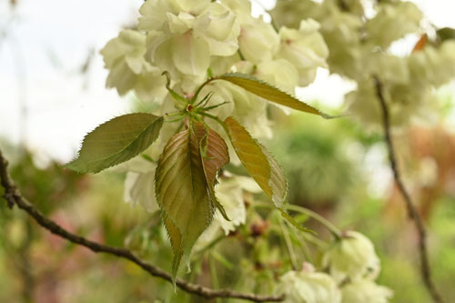 鬱金桜,うこんざくら,画像