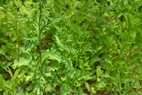 ゆうがぎく,植物