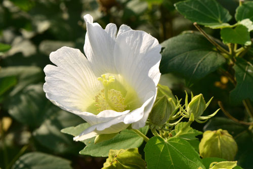 白芙蓉,白いフヨウ