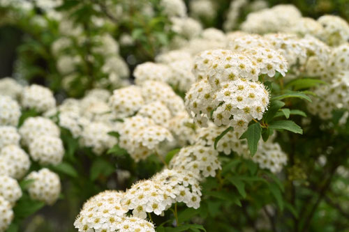 耐雪性のある植物