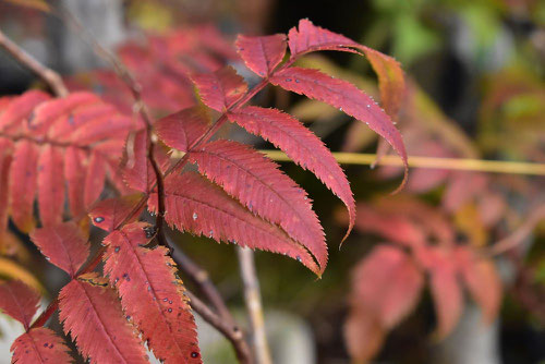 チンシバイ 紅葉 黄葉