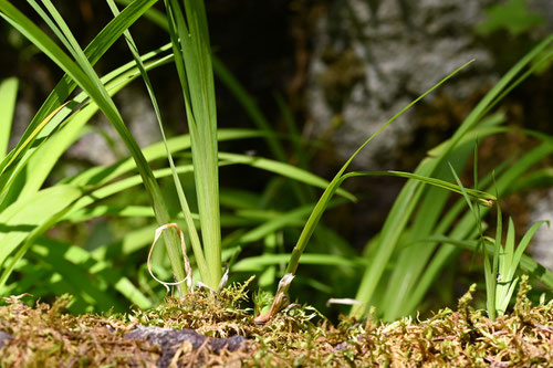 ひめしゃが草