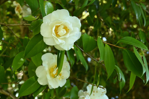 白い花が咲くツバキ