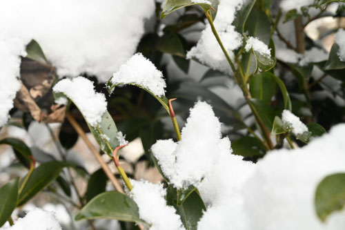 サカキの木,榊,さかき,雪