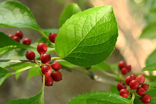 赤い実がなる木 - 庭木図鑑 植木ペディア